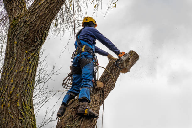 Best Tree Disease Treatment  in Bernalillo, NM